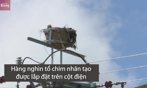Trung Quốc làm tổ chim nhân tạo trên cột điện cao thế