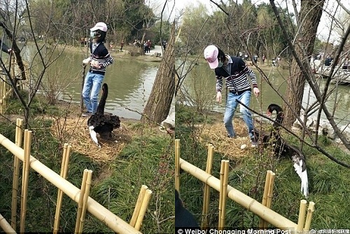 Khách Trung Quốc trộm trứng, đá thiên nga trong vườn thú