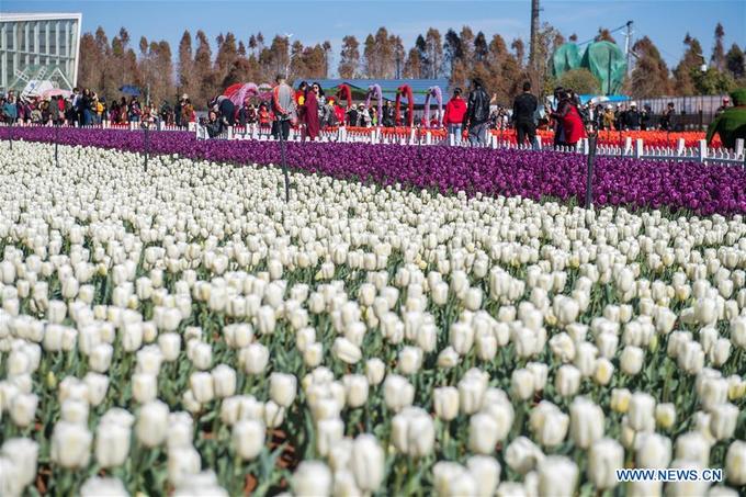 Hoa tulip nở rực rỡ ở công viên Trung Quốc