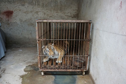 Những con hổ bị ngược đãi trong các gánh xiếc ở Trung Quốc