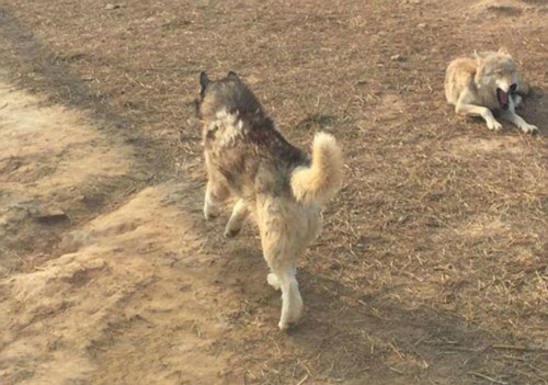 Nhốt chó vào chuồng sói, vườn thú Trung Quốc gây phẫn nộ