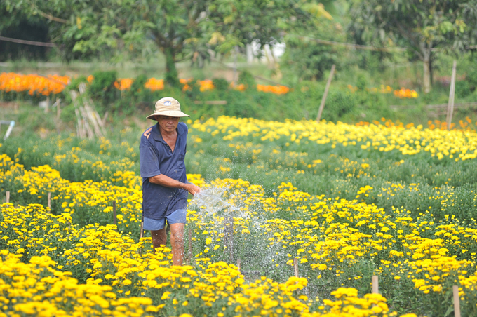 Ngôi làng hơn trăm năm trồng hoa 'không chạm đất' ở Sa Đéc
