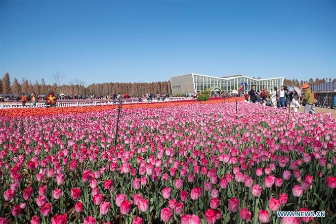 Hoa tulip nở rực rỡ ở công viên Trung Quốc