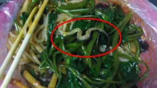 Trung Quốc buộc nhà hàng đóng cửa vì có rắn trong bát mì