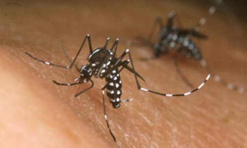 Thí nghiệm tiêu diệt gần hết muỗi vằn trên hòn đảo Trung Quốc
