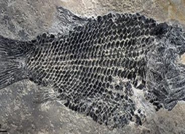 Cá hóa thạch hơn 200 triệu năm tìm thấy ở Trung Quốc