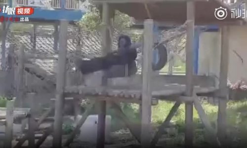 Vườn thú Trung Quốc cho người hóa khỉ, nhảy quanh chuồng trêu khách