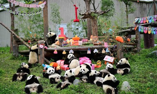 Trung Quốc tổ chức 'đại tiệc' sinh nhật cho 18 gấu trúc con