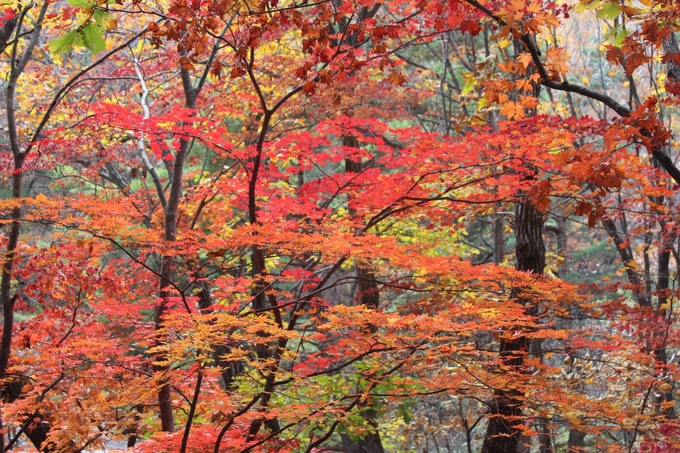 Mùa lá đỏ ở các vườn quốc gia Hàn Quốc năm 2017