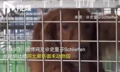 Vườn thú Trung Quốc nhốt chó trong chuồng hổ