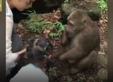 Cho khỉ ăn, bé gái bị đấm ngã tại Trung Quốc