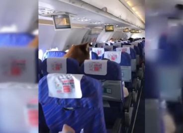 Chú chó Alaska gây sốt khi đi máy bay cùng chủ tại Trung Quốc