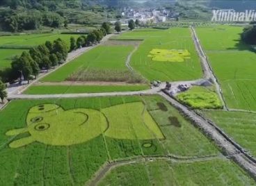Những cánh đồng lúa ngộ nghĩnh ở Trung Quốc