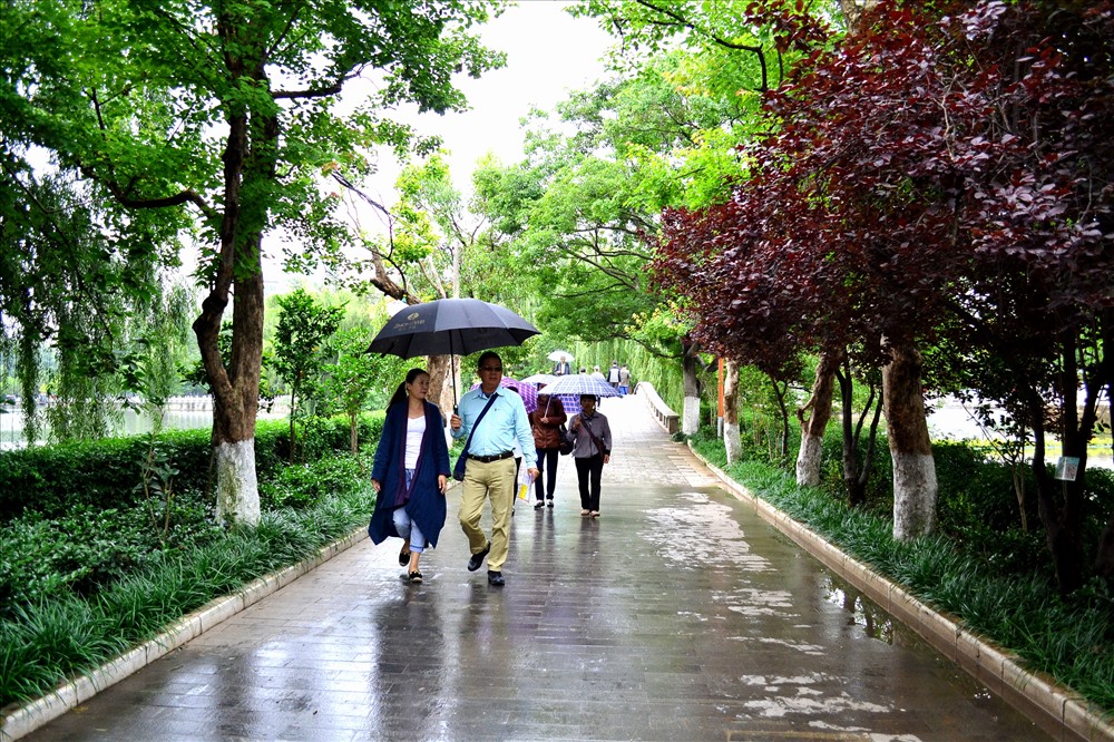 Ngay cả lúc trời đổ mưa, khách vẫn che ô dạo Thúy Hồ. Ảnh: Lục Tùng