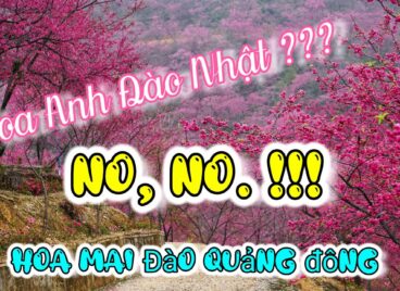 DU LỊCH TRUNG QUỐC: Mùa hoa Mai Đào, biểu tượng mùa xuân Quảng Đông [4K]